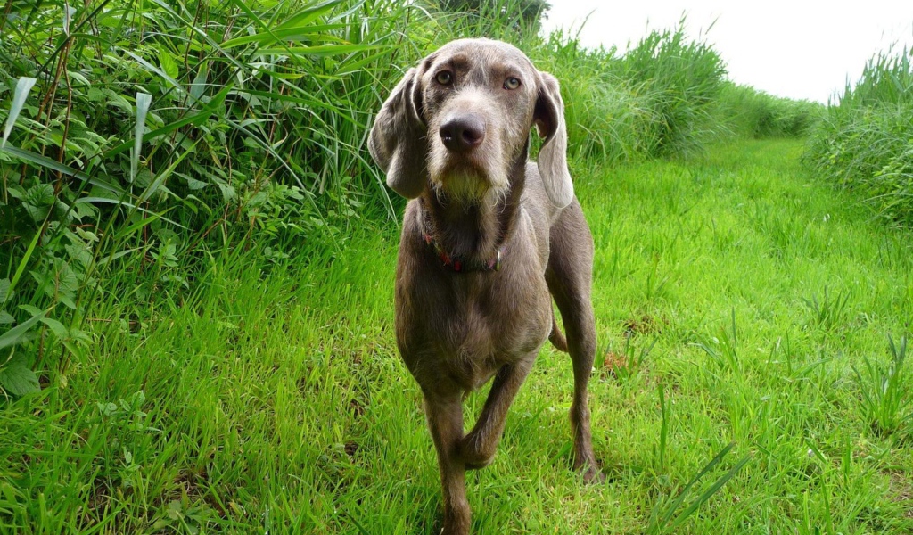 Словацкий Пойнтер в поле