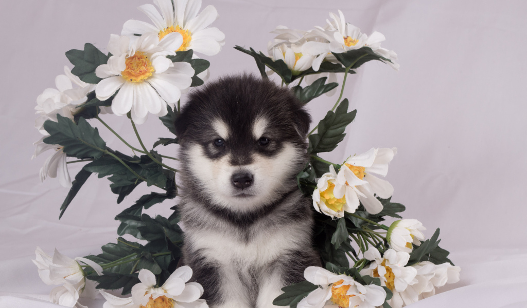 Маленький аляскинский маламут в цветах