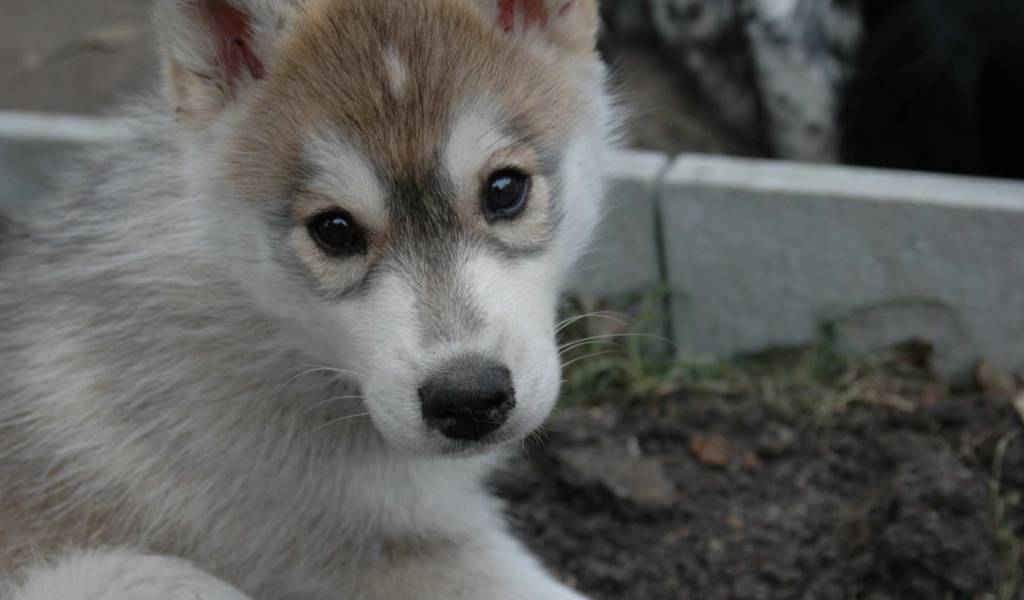 Маленький аляскинский маламут смотрит на фотографа