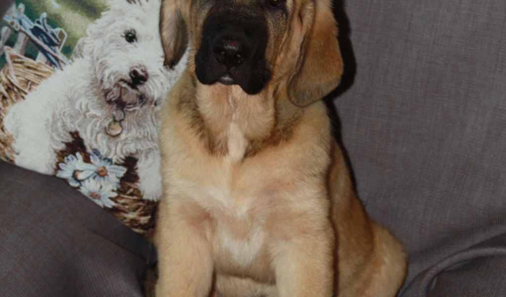 Испанский мастиф сидим на стуле