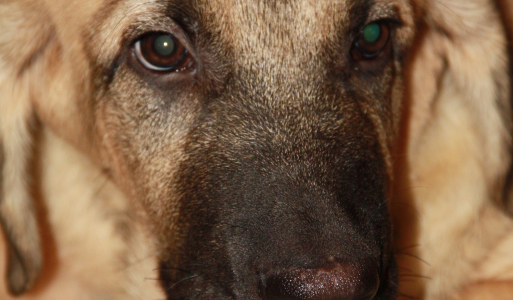 Испанский мастиф крупным планом 