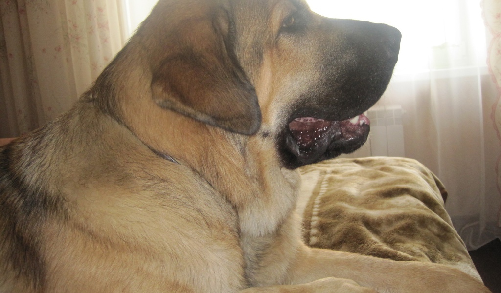 Испанский мастиф на диване