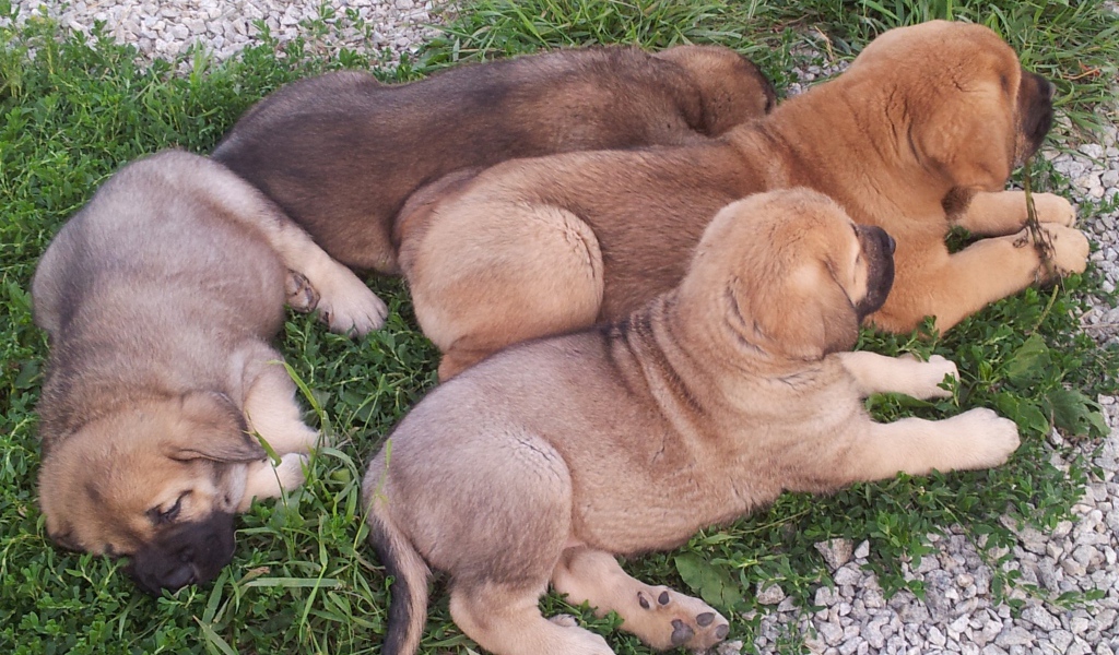 Щенки испанского мастифа на траве