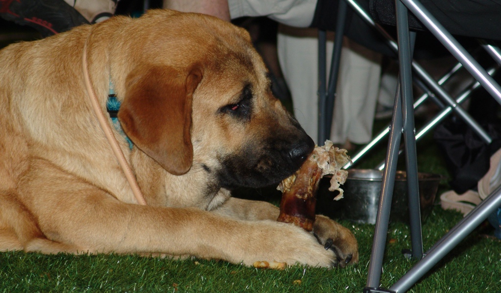 Испанский мастиф под столом