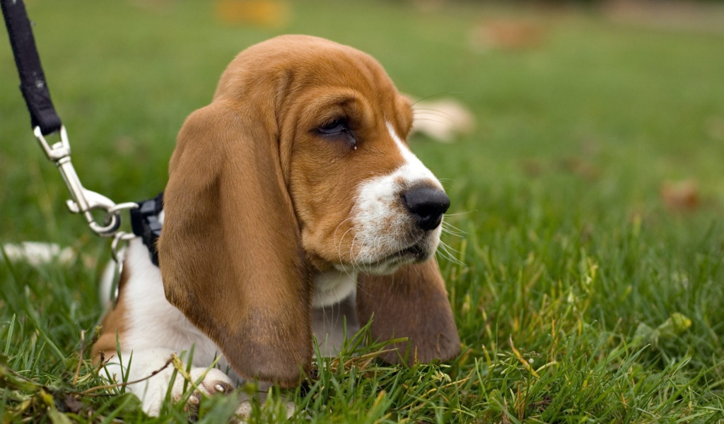 Угрюмый бассет-хаунд в траве