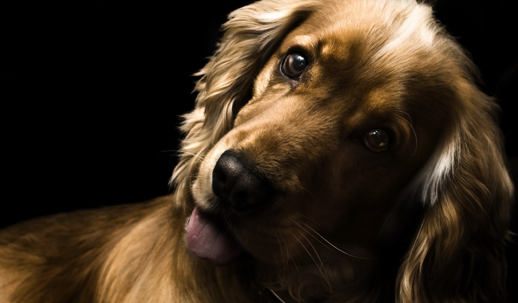 Удивлённый английский кокер-спаниель