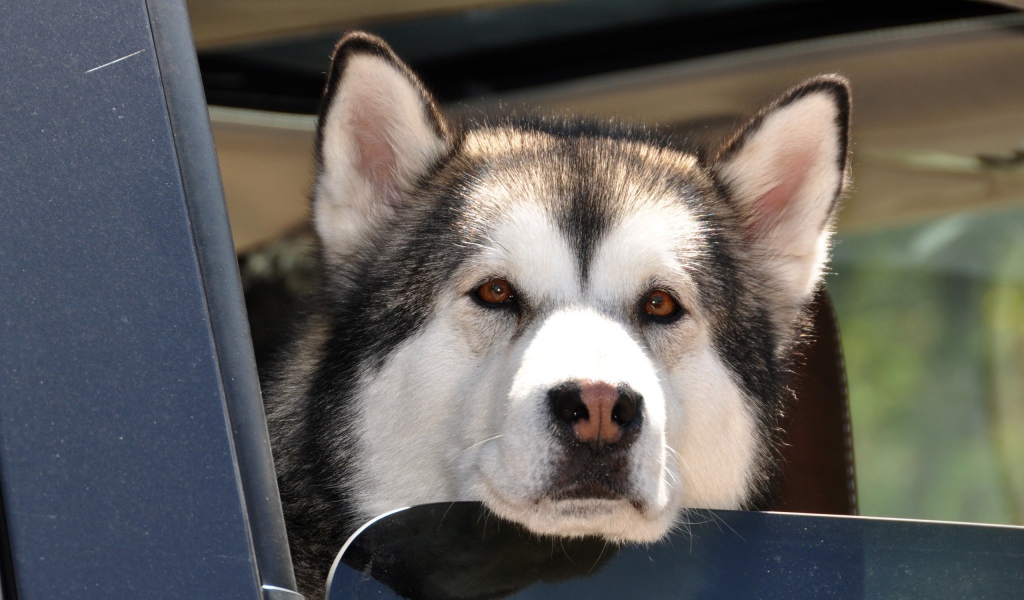 Аляскинский маламут выглядывает из окна