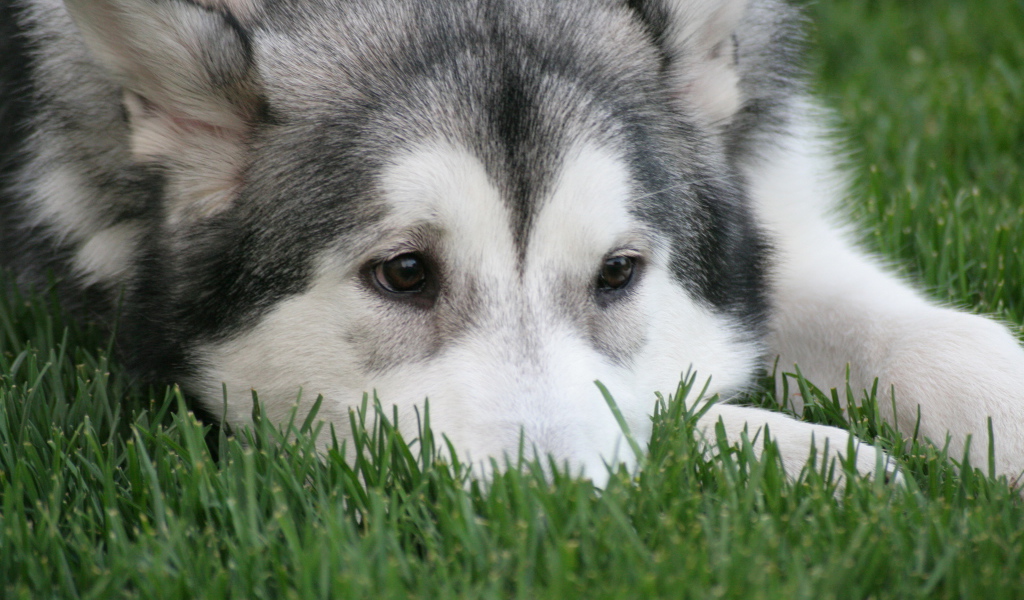 The Alaskan Malamute is sad lying on the grass