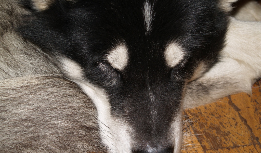 Аляскинский маламут спит