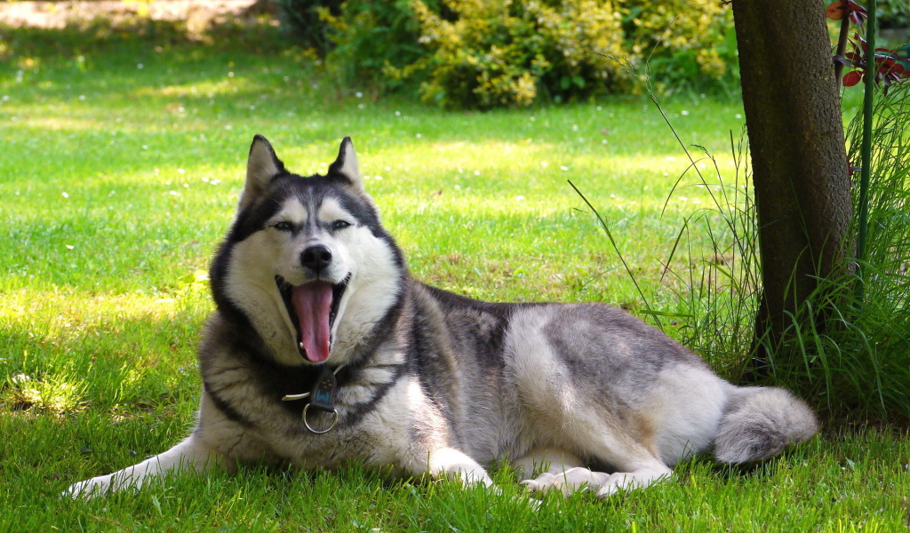 Аляскинский маламут устал