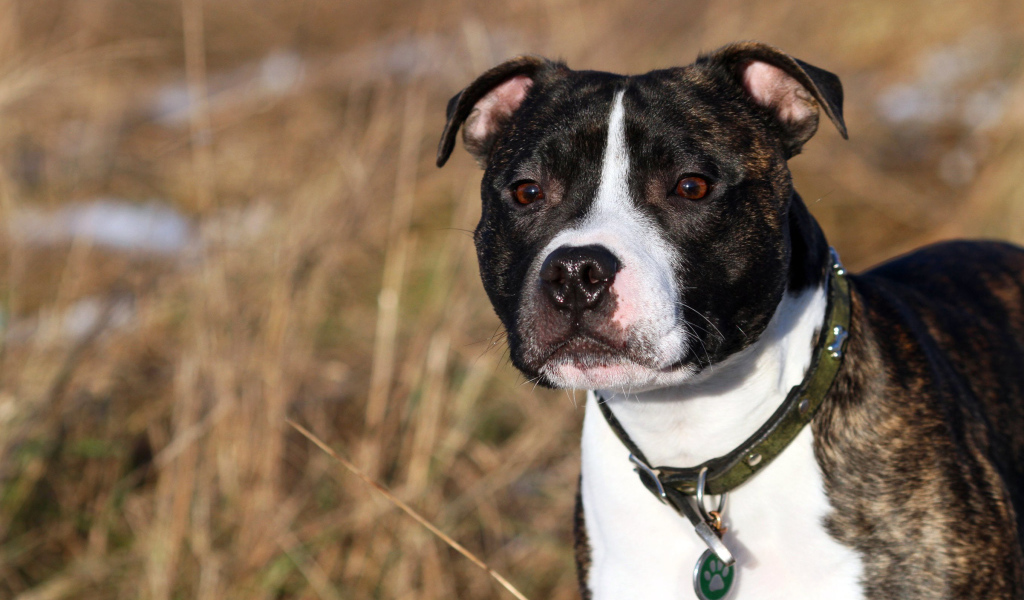 Красивый Стаффордширский бультерьер