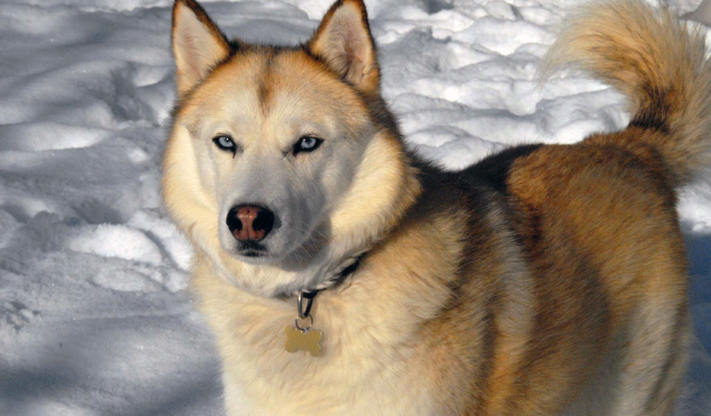 Золотой Сибирский хаски