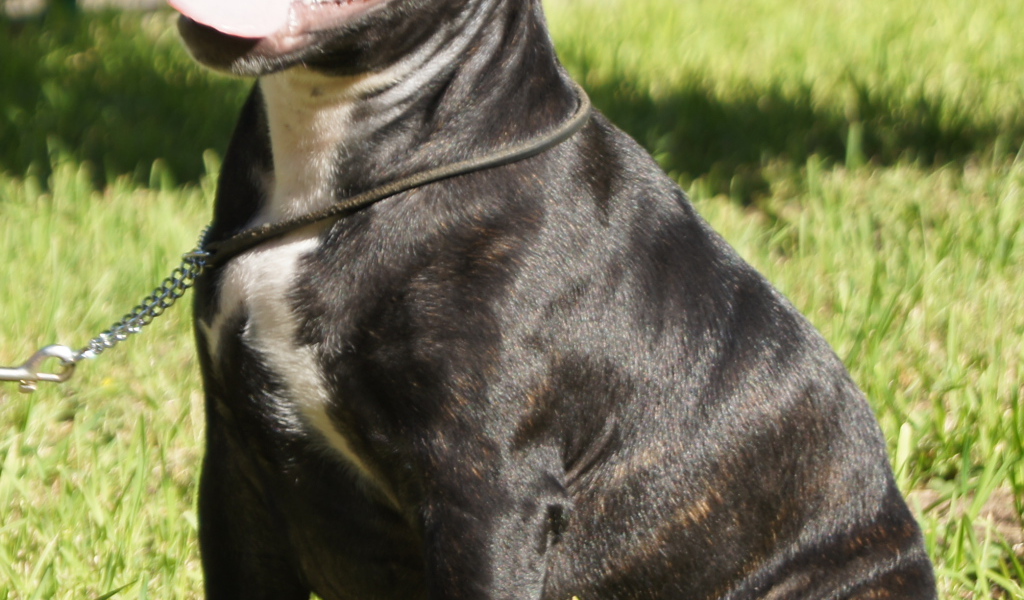 The Happy Staffordshire Bull Terrier