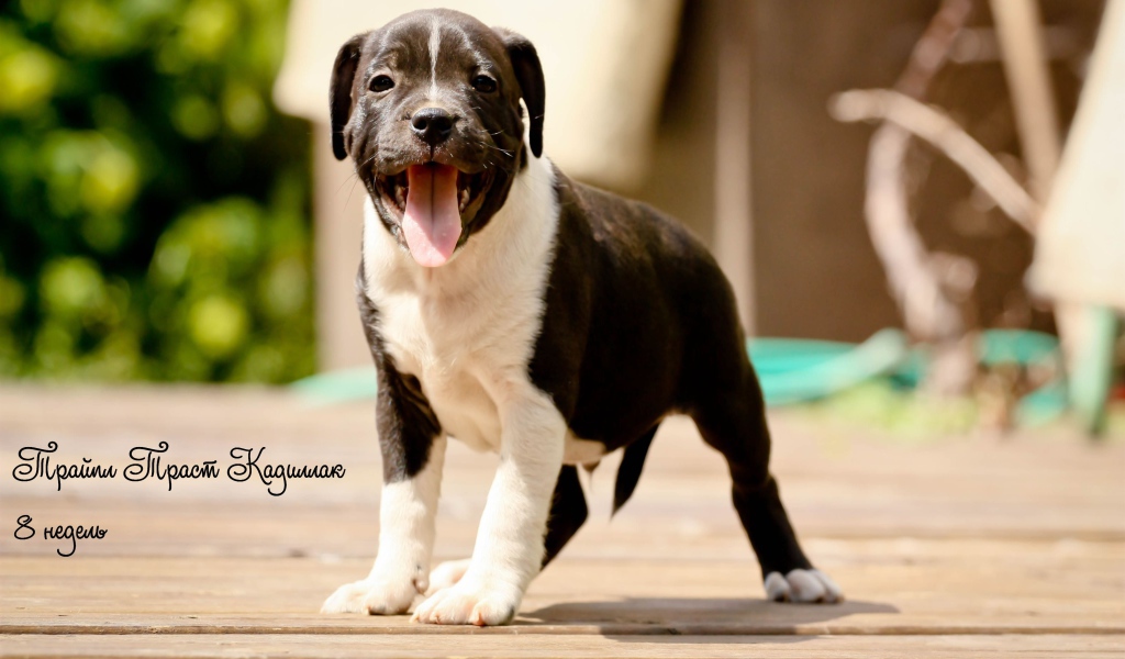 Щенок Стаффордширский бультерьер