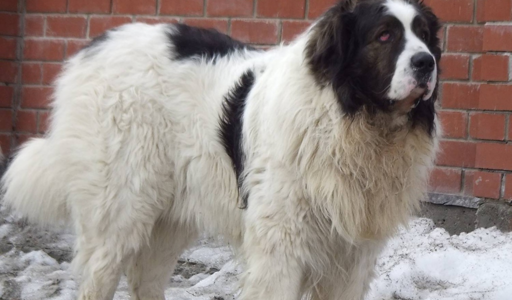 Испанский мастиф у кирпичной стены