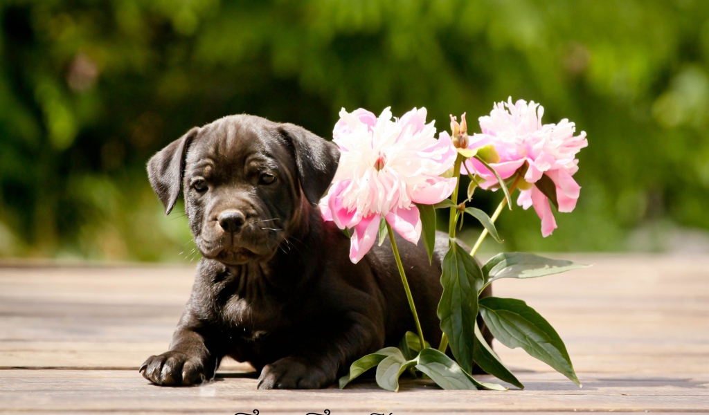 Стаффордширский бультерьер с цветами