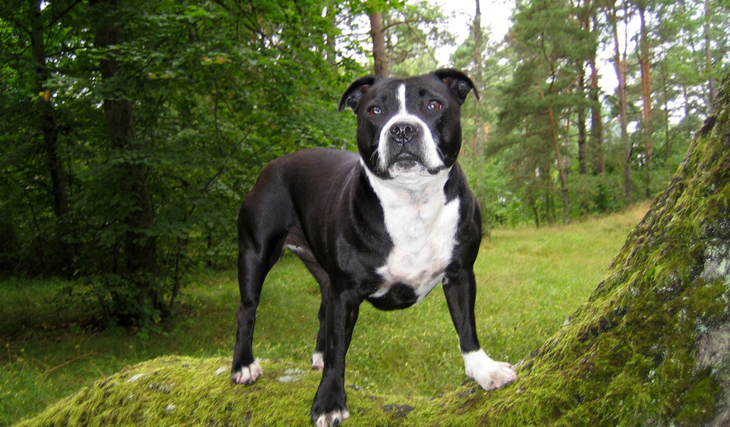 Стаффордширский бультерьер в лесу