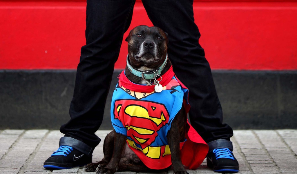 The Superman Staffordshire Bull Terrier