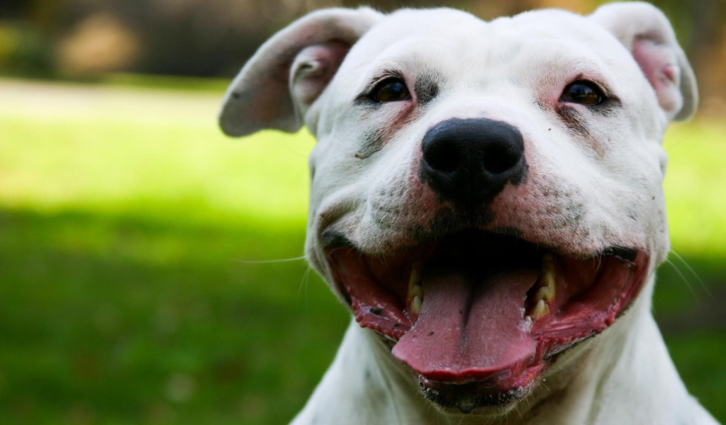 Белый Стаффордширский бультерьер