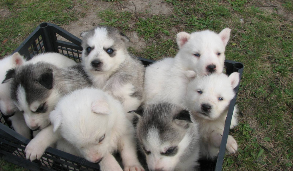 Корзина полная сибирских хаски