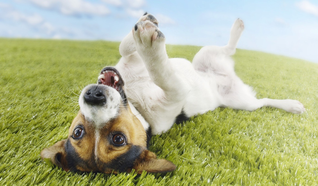 Собака валяется на траве