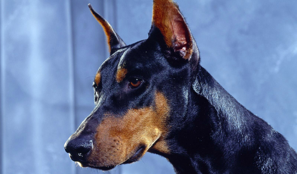 Морда добермана крупным планом