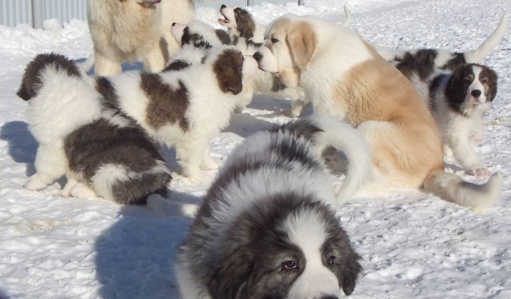 Семейство испанского мастифа