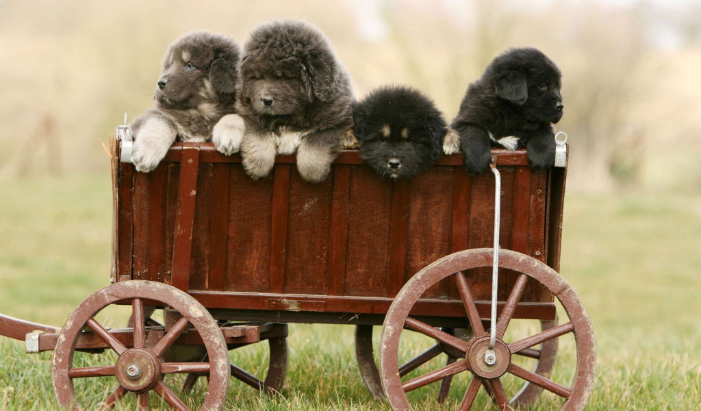 Полный вагон щенков тибетского мастифа