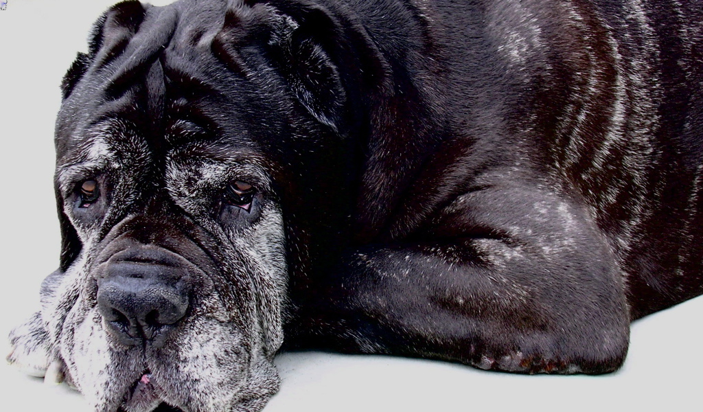 Старый черный Испанский мастиф