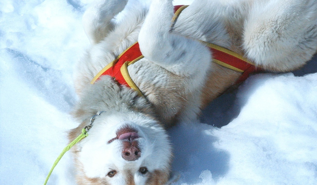 Щенок Сибирский хаски играть в снегу