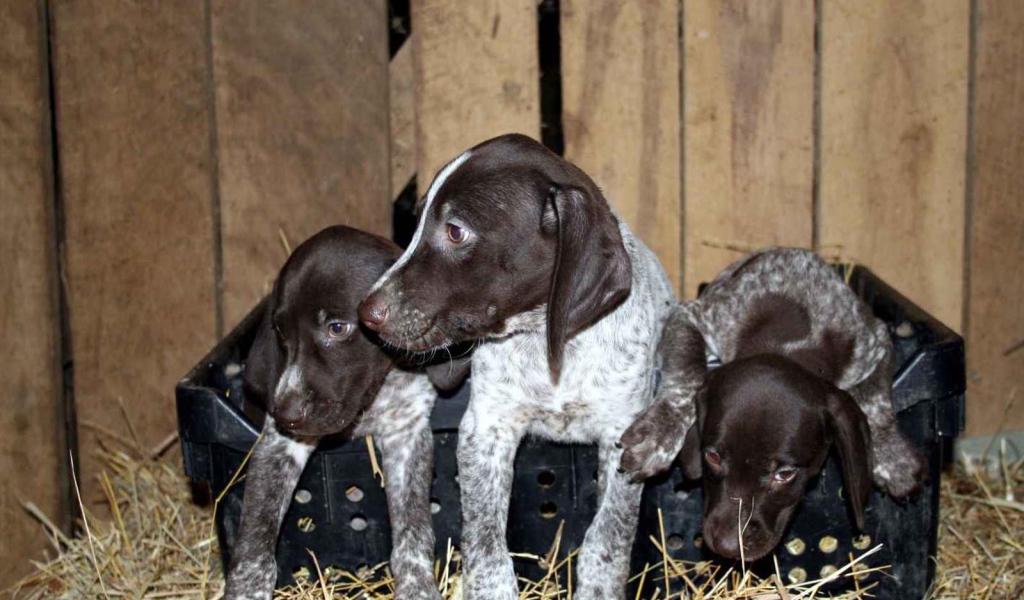 Три немецких щенка Пойнтер