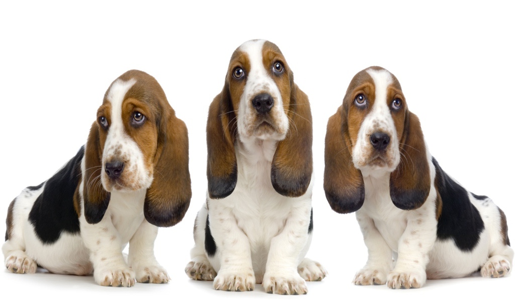 Три бассет-хаунда на белом фоне