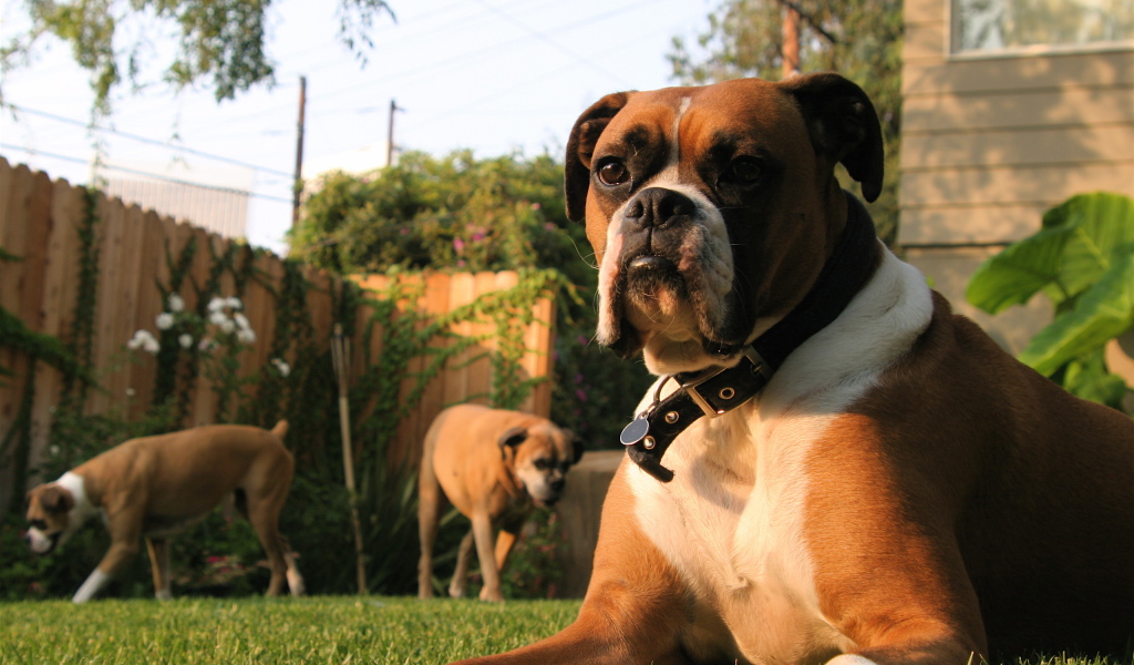 Три боксёра во дворе дома