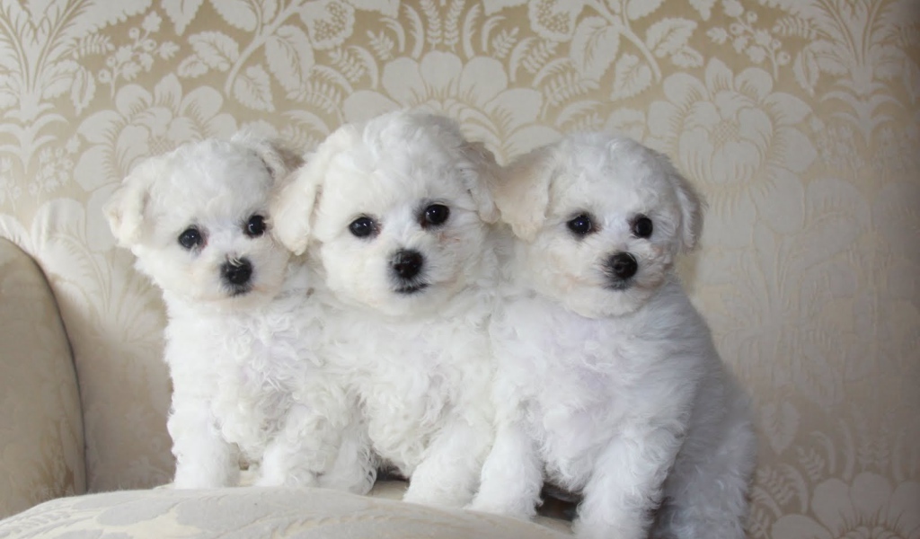 Три щенка породы бишон-фриз на диване
