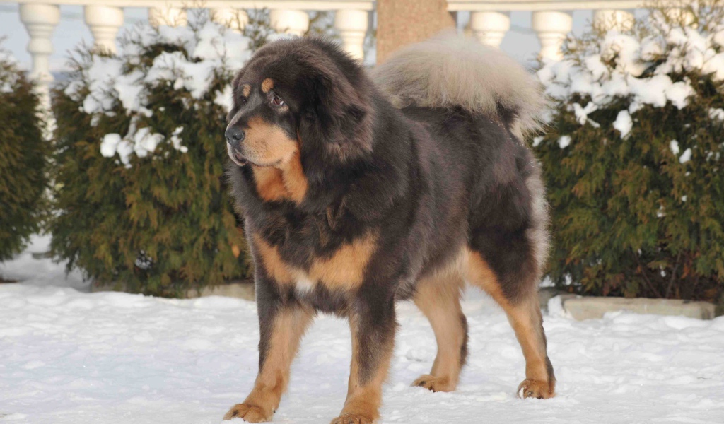 Тибетский мастиф на снегу