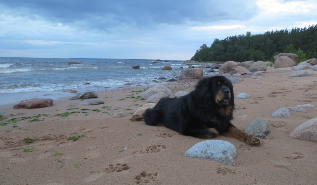 Тибетский мастиф на пляже