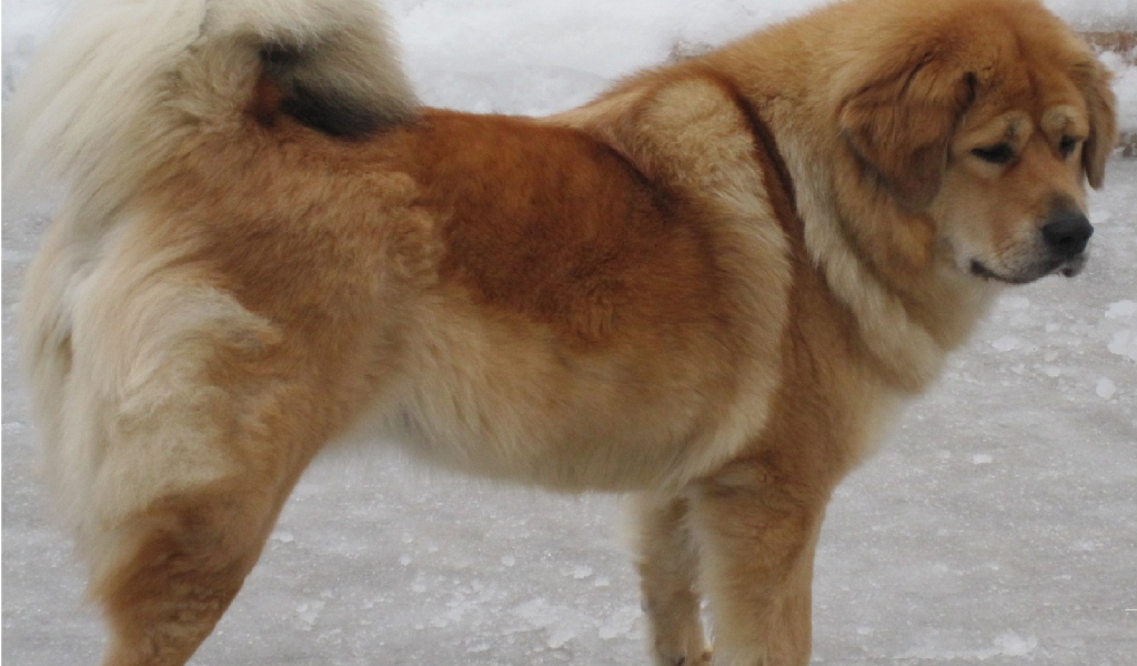 Тибетский мастиф на зимней улице
