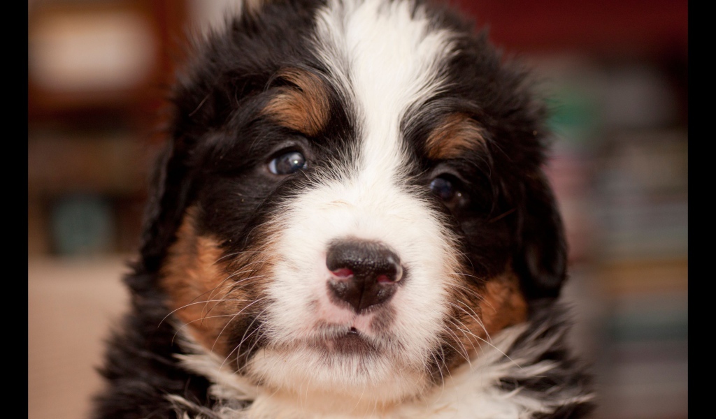 Крохотный щенок бернской пастушьей собаки