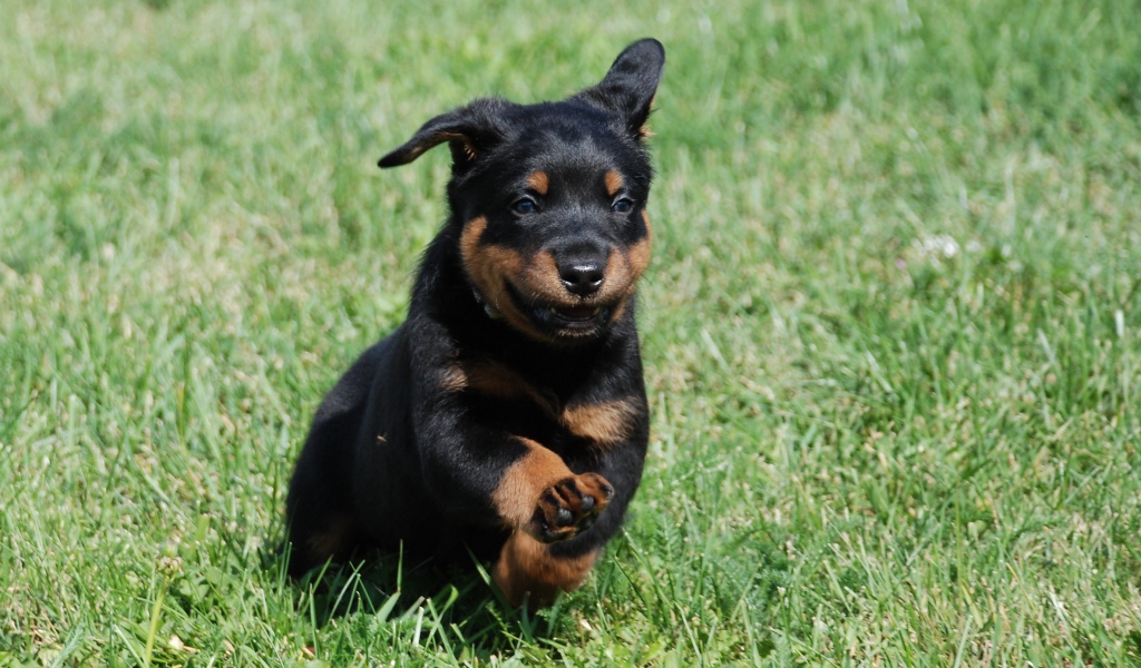 Уставший щенок босерона на траве