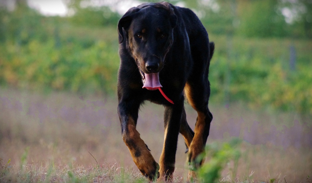 Уставший босерон идёт по полю
