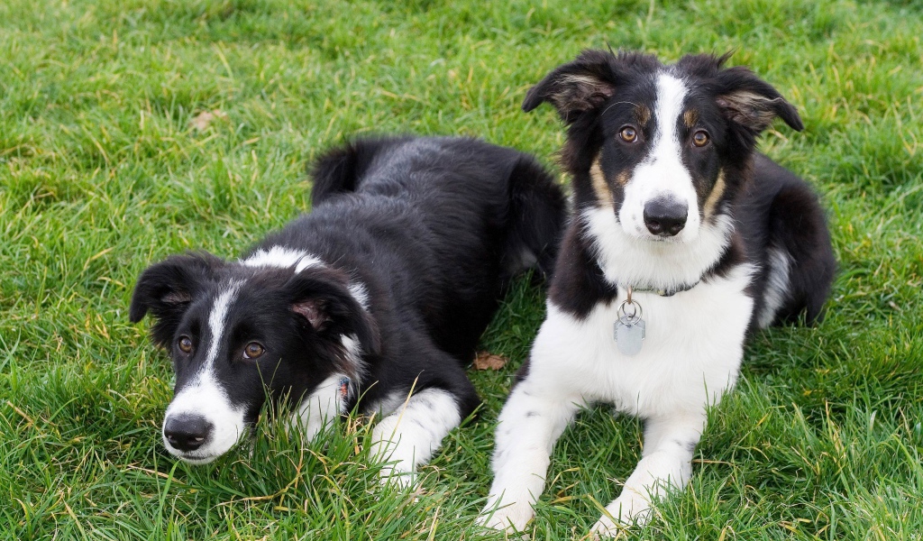 Два щенка бордер-колли лежат на траве