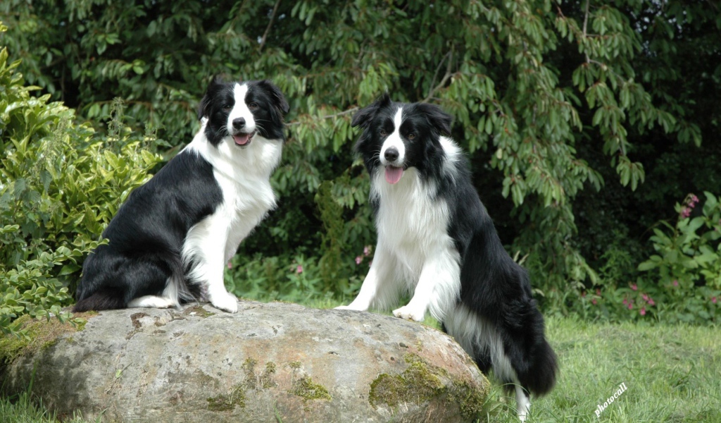 Две бордер-колли на камне