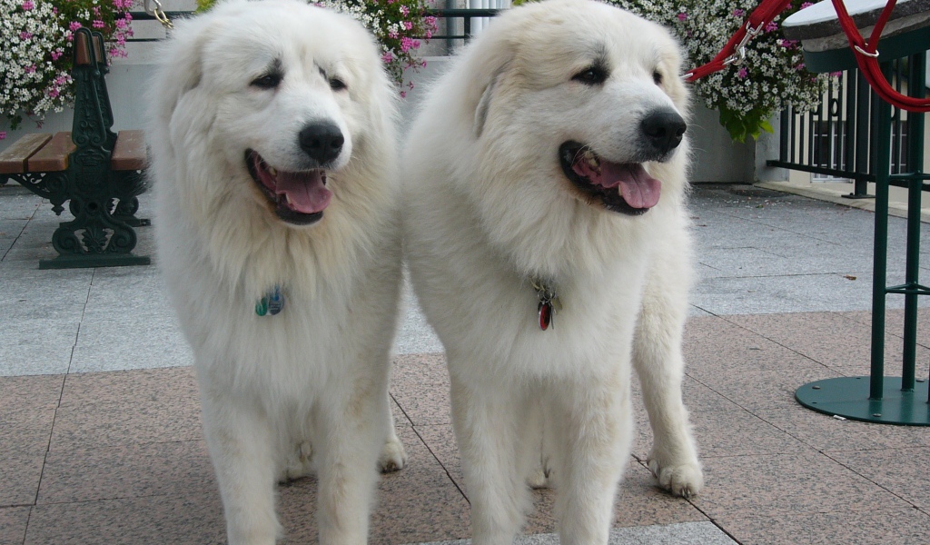 Две большие пиренейские собаки