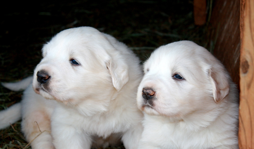 Два щенка большой пиренейской собаки