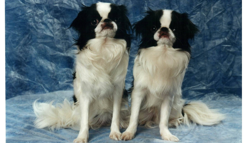 Два японских хина на синем фоне