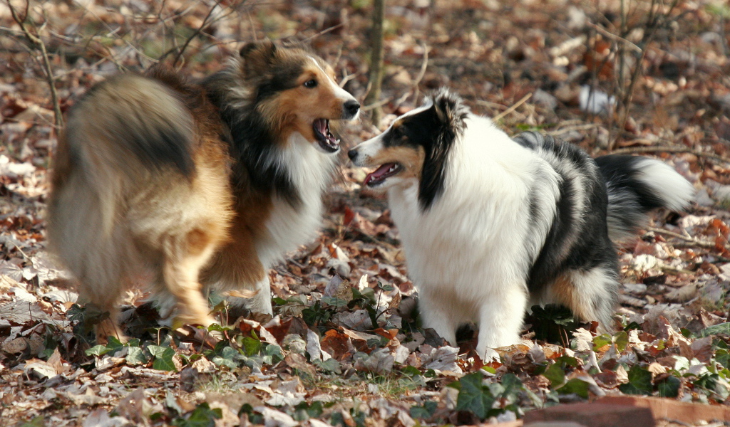 Две собаки породы шелти в лесу