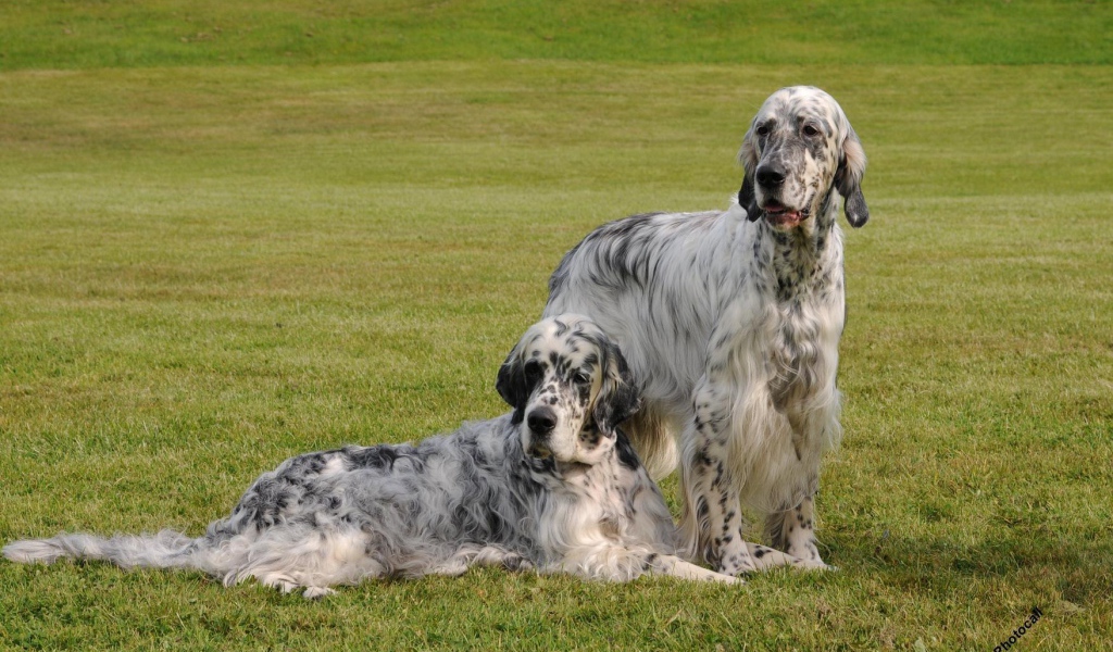 Два взрослых английских сеттера