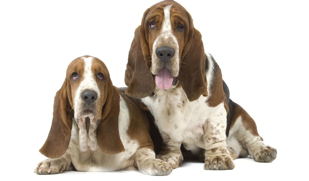 Два бассет-хаунда на белом фоне