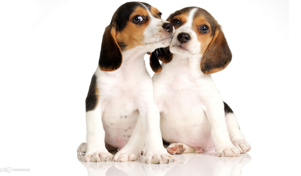 Два щенка породы бигль на белом фоне