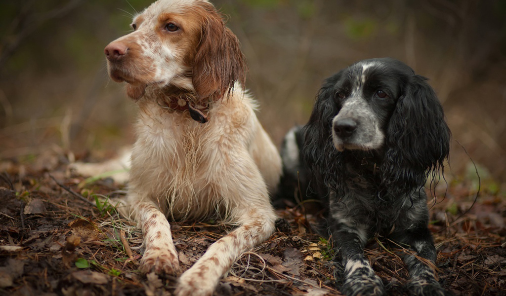 Два красивых английских сеттера